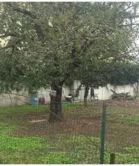 RifITI 019-21566 - Terreno Agricolo in Vendita a Marano di Napoli di 1200 mq RifITI 019-21566 - Terreno Agricolo in Vendita a Marano di Napoli di 1200 mq