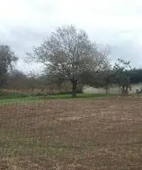 RifITI 019-21566 - Terreno Agricolo in Vendita a Marano di Napoli di 1200 mq RifITI 019-21566 - Terreno Agricolo in Vendita a Marano di Napoli di 1200 mq