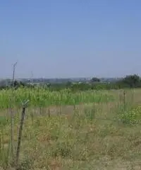 Vendita Agricolo in Via Campana