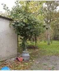 Vendita Agricolo in Via Ceraso Vendita Agricolo in Via Ceraso