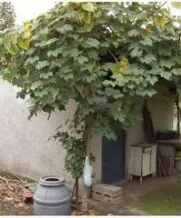 Vendita Agricolo in Via Ceraso Vendita Agricolo in Via Ceraso