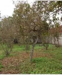 Vendita Agricolo in Via Ceraso Vendita Agricolo in Via Ceraso