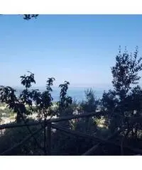 Vendita Agricolo in Via Alberi