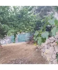 Vendita Agricolo in Via Alberi