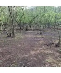 Vendita Agricolo in Via Trivio