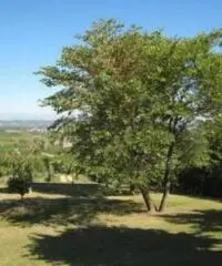 Vendita Villa in via Monte Bertola Vendita Villa in via Monte Bertola