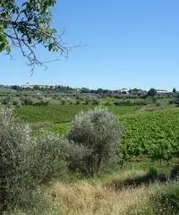 COLONICHE - COLONICA - FIRENZE