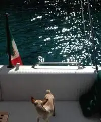 SEA RAY 280 SUNDANCER del 1991- 10,25 f.t. x 3,20 mt.