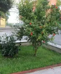 V632 - casa indipendente su 4 lati, bifamiliare V632 - casa indipendente su 4 lati, bifamiliare