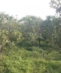 Terreno Altro in Vendita Terreno Altro in Vendita