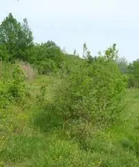 Terreno Altro in Vendita