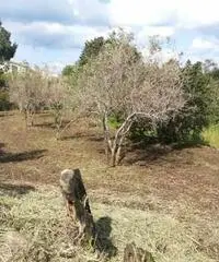 Messina: Terreno Agricolo Messina: Terreno Agricolo