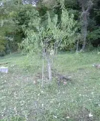 Vasto Vendita Appartamento Vasto Vendita Appartamento