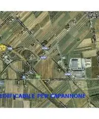 Capannone industriale in vendita a RIOTORTO - Piombino 4500 mq  Rif: 152048 Capannone industriale in vendita a RIOTORTO - Piombino 4500 mq  Rif: 152048