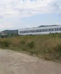 Capannone industriale in vendita a RIOTORTO - Piombino 4500 mq  Rif: 152048 Capannone industriale in vendita a RIOTORTO - Piombino 4500 mq  Rif: 152048