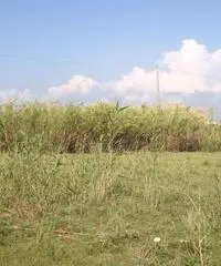 GIOIA TAURO VENDE: Terreno agricolo zona lungomare sud GIOIA TAURO VENDE: Terreno agricolo zona lungomare sud