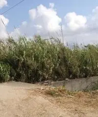 GIOIA TAURO VENDE: Terreno agricolo zona lungomare sud GIOIA TAURO VENDE: Terreno agricolo zona lungomare sud
