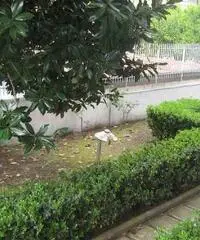 Affitto Appartamento a Nola