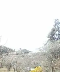 Recco: Rustico Altro