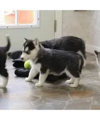 Akita Puppies For Sale