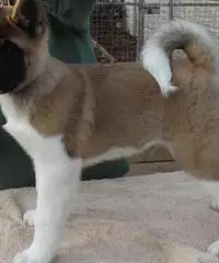 Akita Puppies For Sale