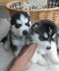 Cuccioli di Akita in vendita Cuccioli di Akita in vendita