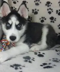 Cuccioli di Akita in vendita Cuccioli di Akita in vendita