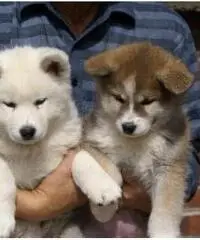 Cuccioli di Akita in vendita Cuccioli di Akita in vendita