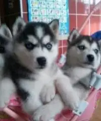 2 !!SIBERIAN HUSKY OCCHI COLOR GHIACCIO STUPENDI. 2 !!SIBERIAN HUSKY OCCHI COLOR GHIACCIO STUPENDI.