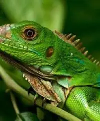 Iguana verde Iguana verde