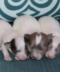 Chihuahua cuccioli per la vendita Chihuahua cuccioli per la vendita