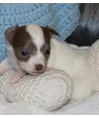 Chihuahua cuccioli per la vendita Chihuahua cuccioli per la vendita