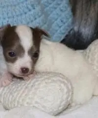Chihuahua cuccioli per la vendita Chihuahua cuccioli per la vendita