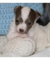 Chihuahua cuccioli per la vendita Chihuahua cuccioli per la vendita