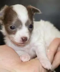 Chihuahua cuccioli per la vendita Chihuahua cuccioli per la vendita