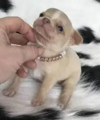 Chihuahua cuccioli per la vendita Chihuahua cuccioli per la vendita