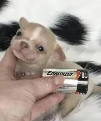 Chihuahua cuccioli per la vendita Chihuahua cuccioli per la vendita