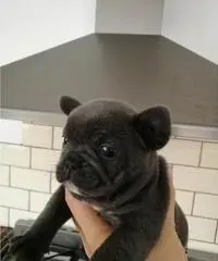 bulldog francés listo para adopción