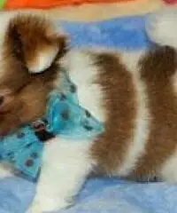 cuccioli di chihuahua per Natale felice cuccioli di chihuahua per Natale felice