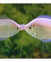 Ragazza seria piena di valori