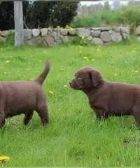 Stupende cuccioli di Larador Stupende cuccioli di Larador