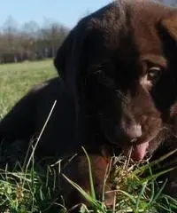 Cucciolo di Labrador marrone, champagne e carbone Cucciolo di Labrador marrone, champagne e carbone