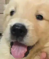 Altri 5 cuccioli di golden retriever registrati per la vendita