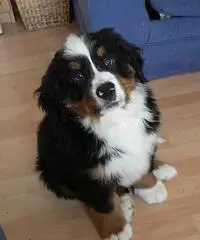 Regalo Cuccioli Bovaro bernese Regalo Cuccioli Bovaro bernese