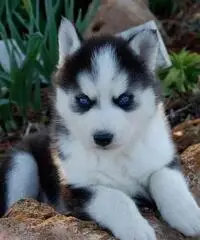 Cuccioli di Siberian Husky per casa libera.