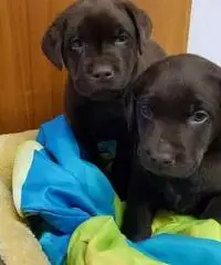 Cuccioli di Typisch labrador con documenti Cuccioli di Typisch labrador con documenti