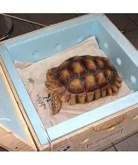 tartaruga disponibile in vendita al prezzo di offerta, tartaruga disponibile in vendita al prezzo di offerta,