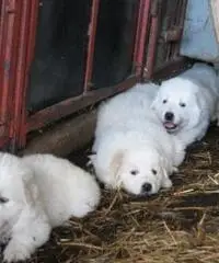SPLENDIDI CUCCIOLI MAREMMANI 2 MESI