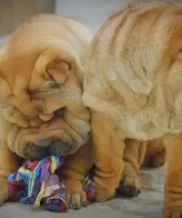 CUCCIOLI SHAR PEI CON PEDIGREE CUCCIOLI SHAR PEI CON PEDIGREE