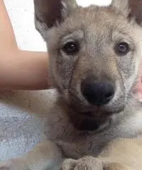 LUPO CECOSLOVACCO CUCCIOLI CON PEDIGREE